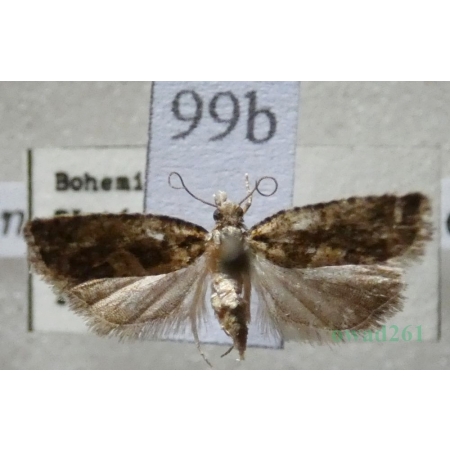 Epinotia immundana (Fischer von Röslerstamm, 1839) Czech99b